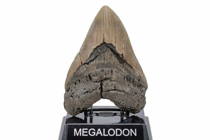 Huge, Fossil Megalodon Tooth - North Carolina #220006